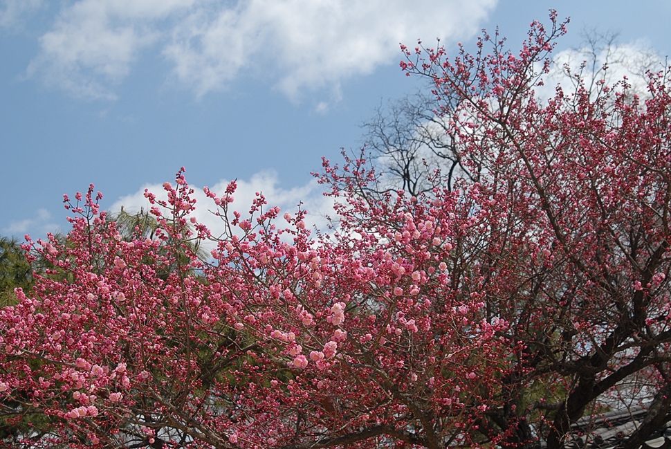 Prunus mume1.JPG