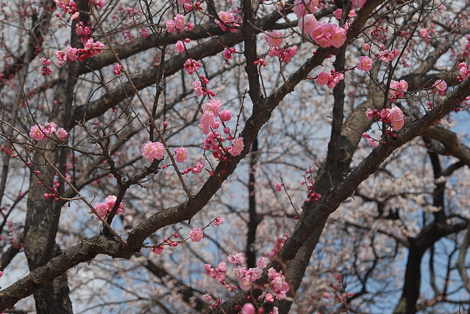 Prunus mume2.JPG