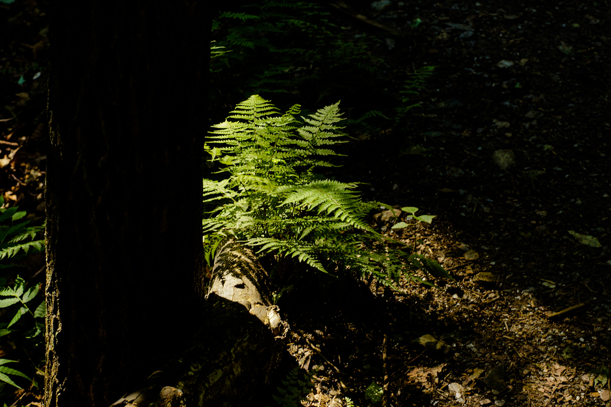 DSC00444.jpg