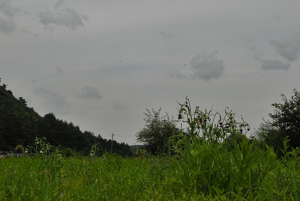 DSC_0130.JPG