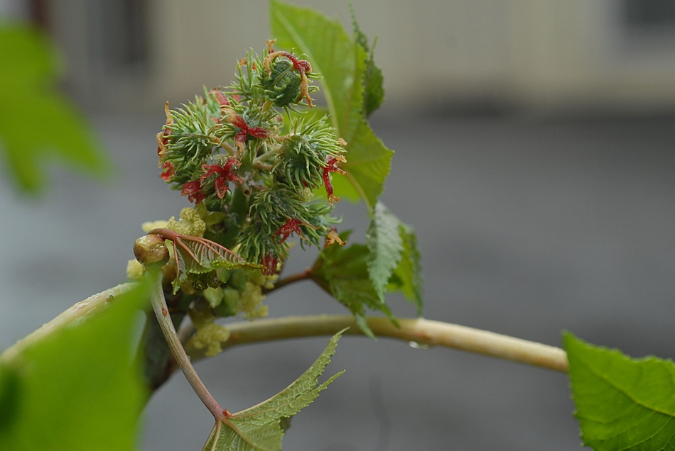 Ricinus communis1.JPG