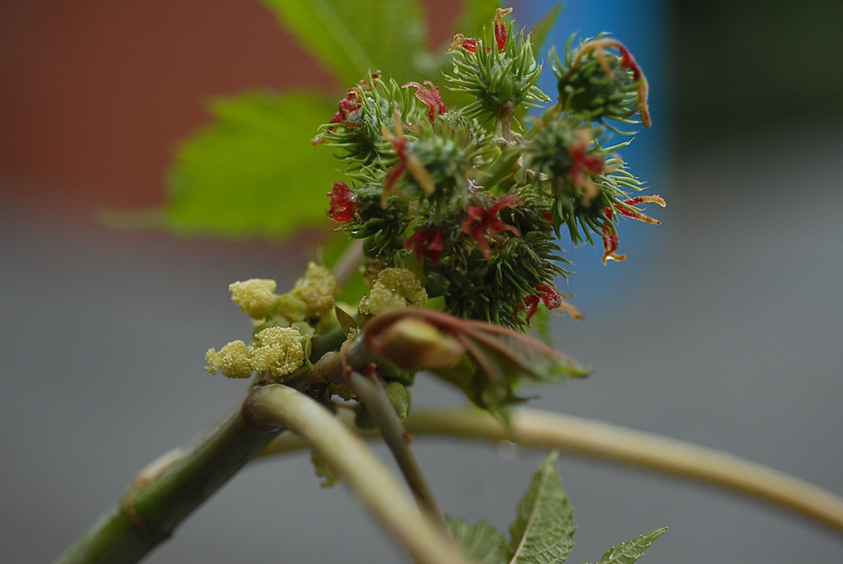 Ricinus communis2.JPG
