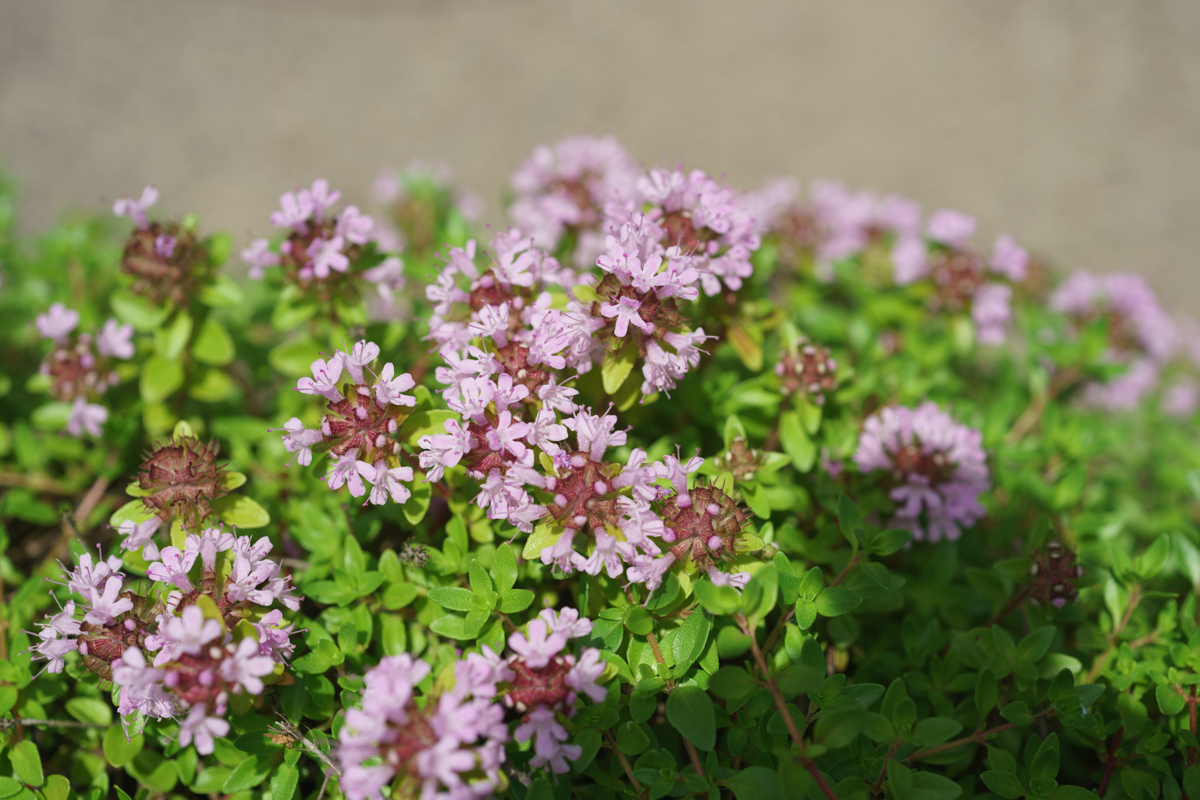 DSC01020.JPG