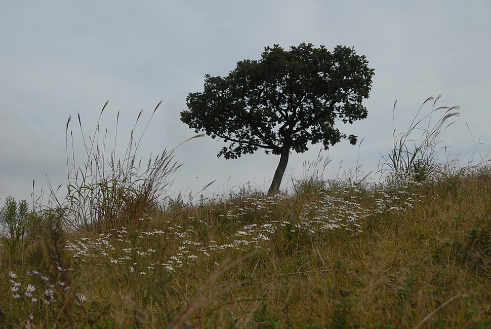 DSC_0521.JPG