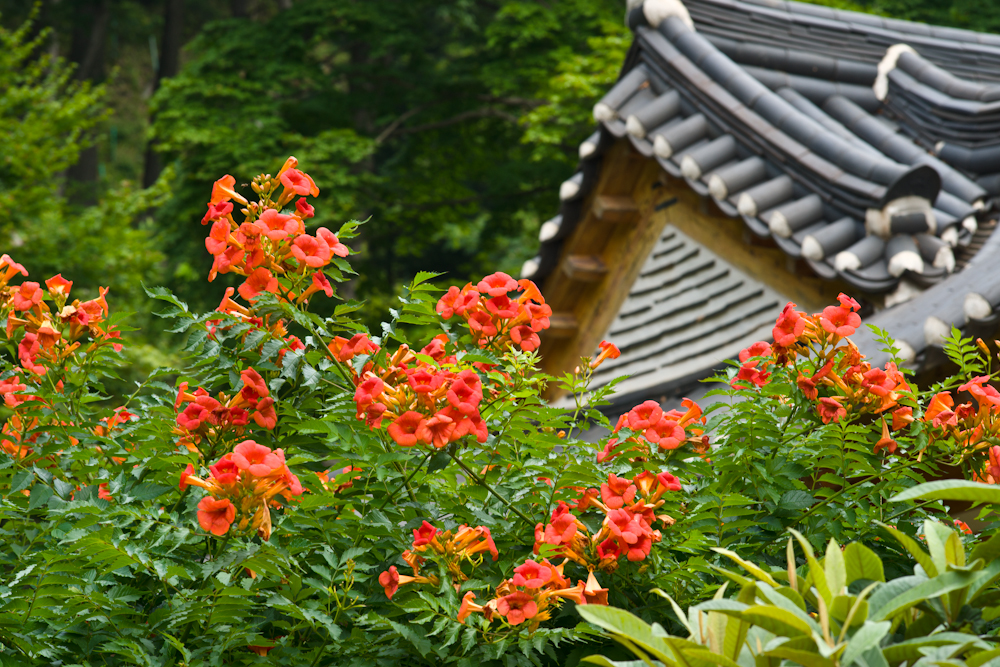 DSC09425.jpg