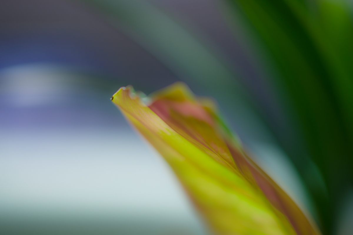 DSC01100.jpg