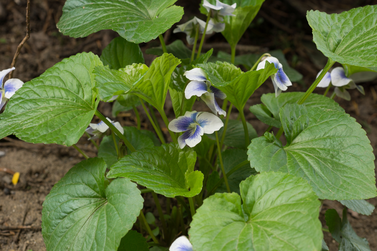 DSC02350.JPG