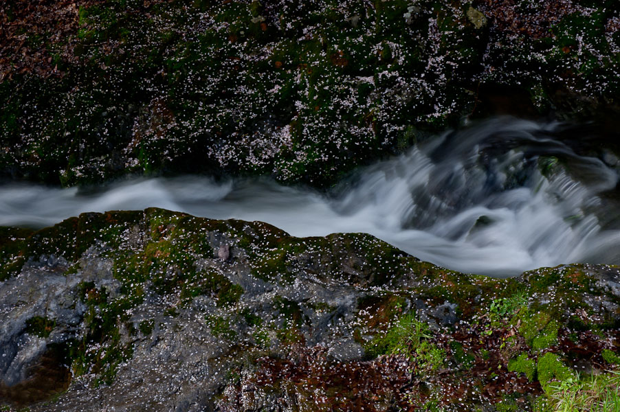 DSC_3006.jpg