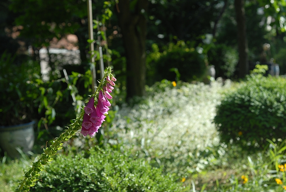 DSC_0002.JPG