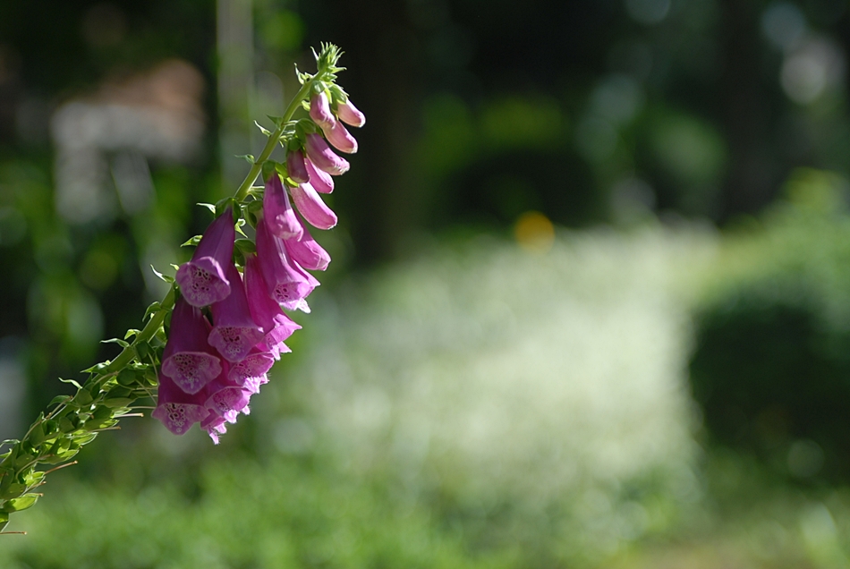 DSC_0028.JPG