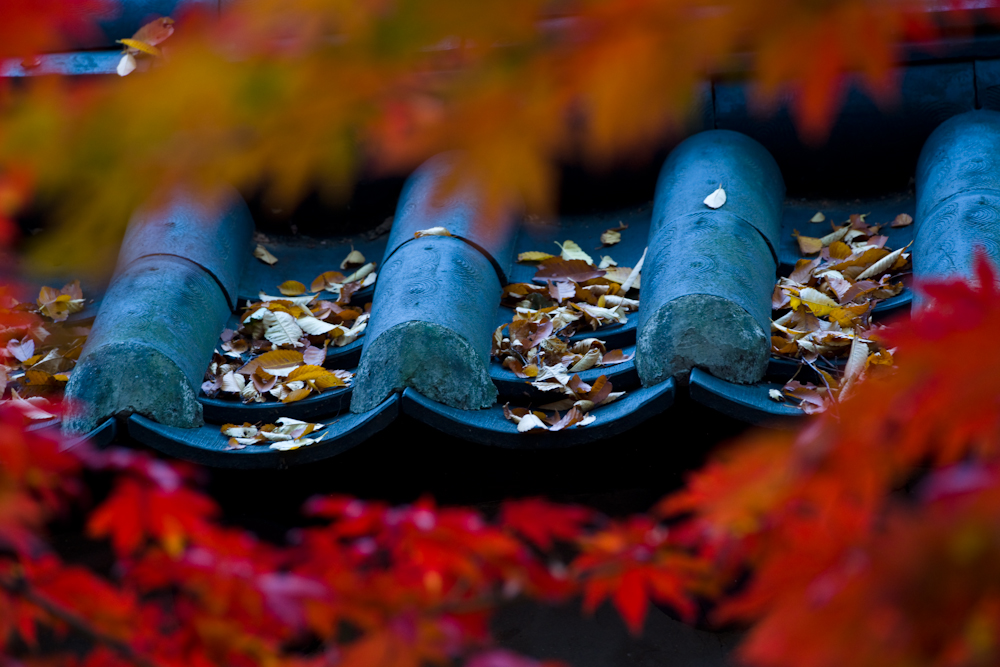 DSC00297.jpg