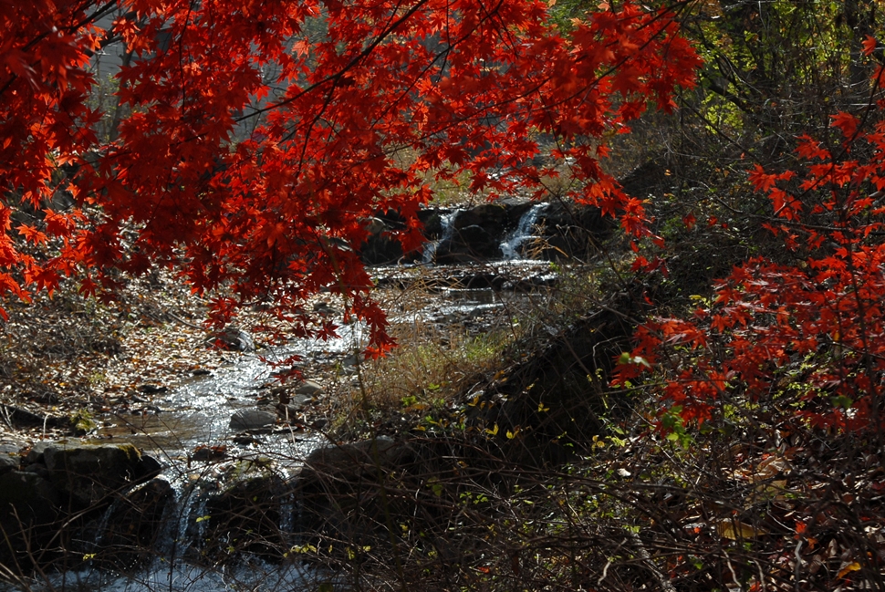 DSC_0417.JPG