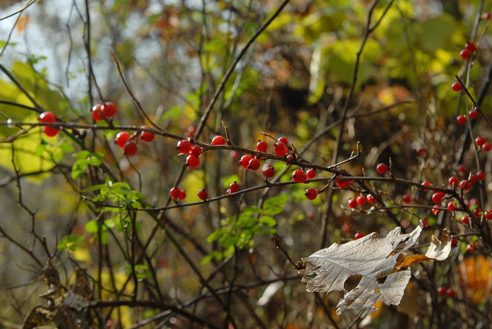 DSC_0053.JPG
