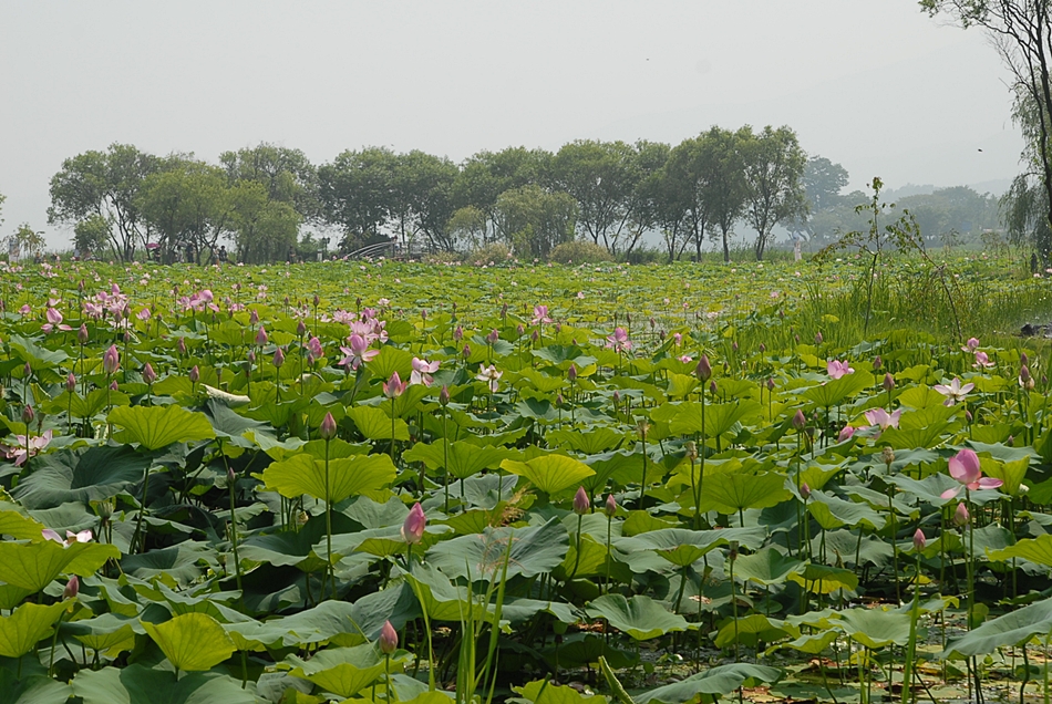 Nelumbo nucifera3.JPG