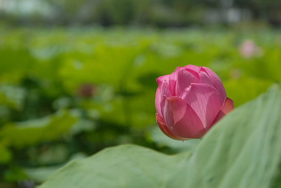 Nelumbo nucifera2.JPG