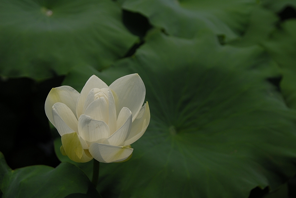 Nelumbo nucifera1.JPG
