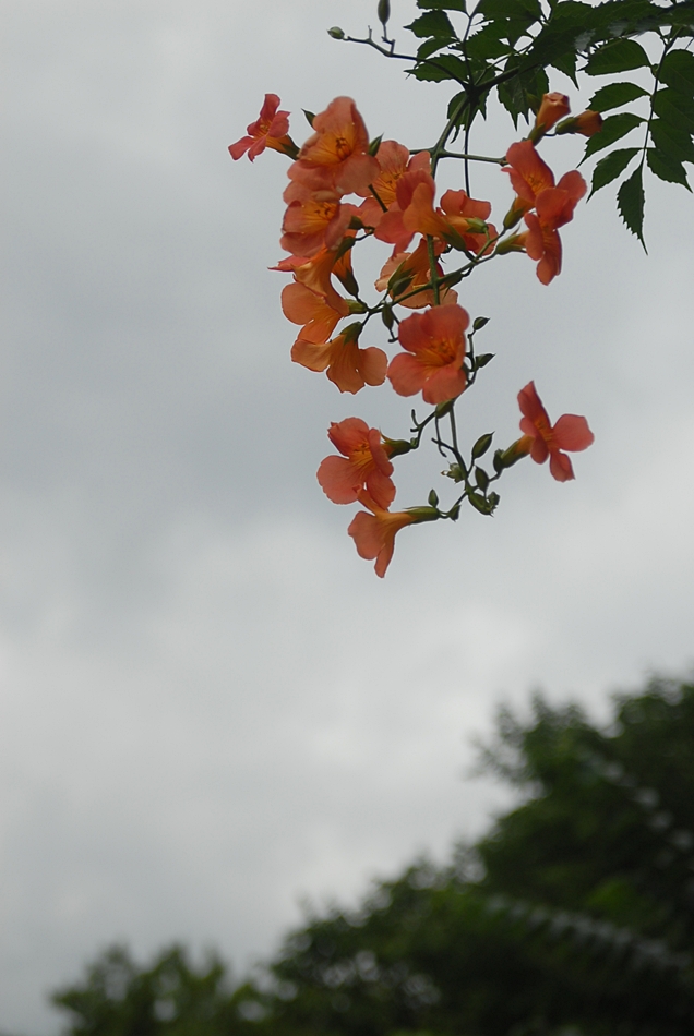 DSC_0021.JPG