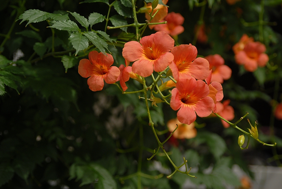 DSC_0027.JPG