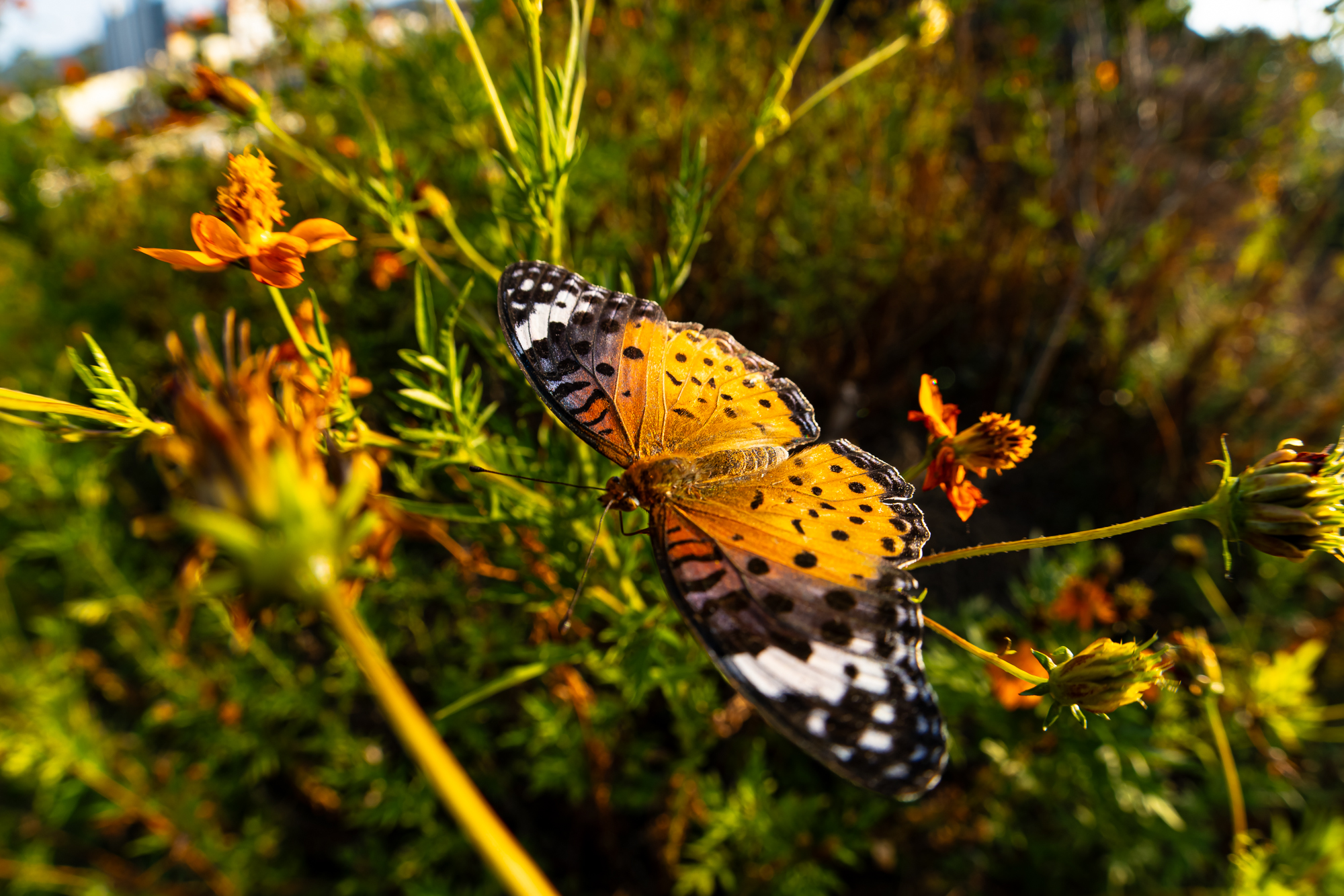 DSC013172026.JPG