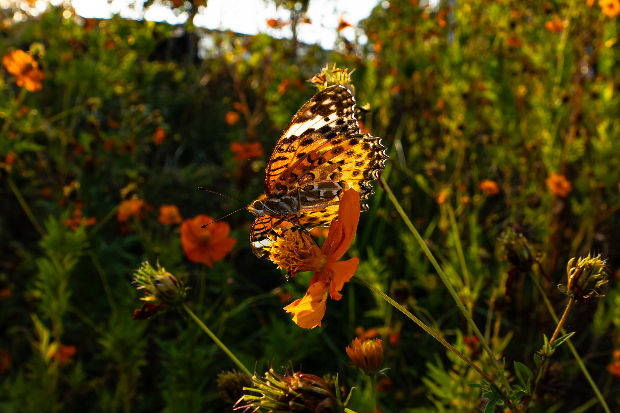 DSC013082026.JPG