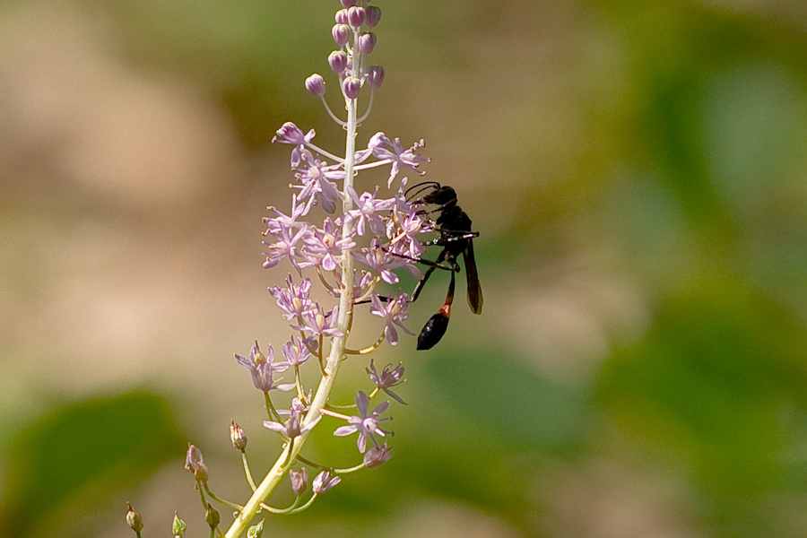 DSC07172.jpg