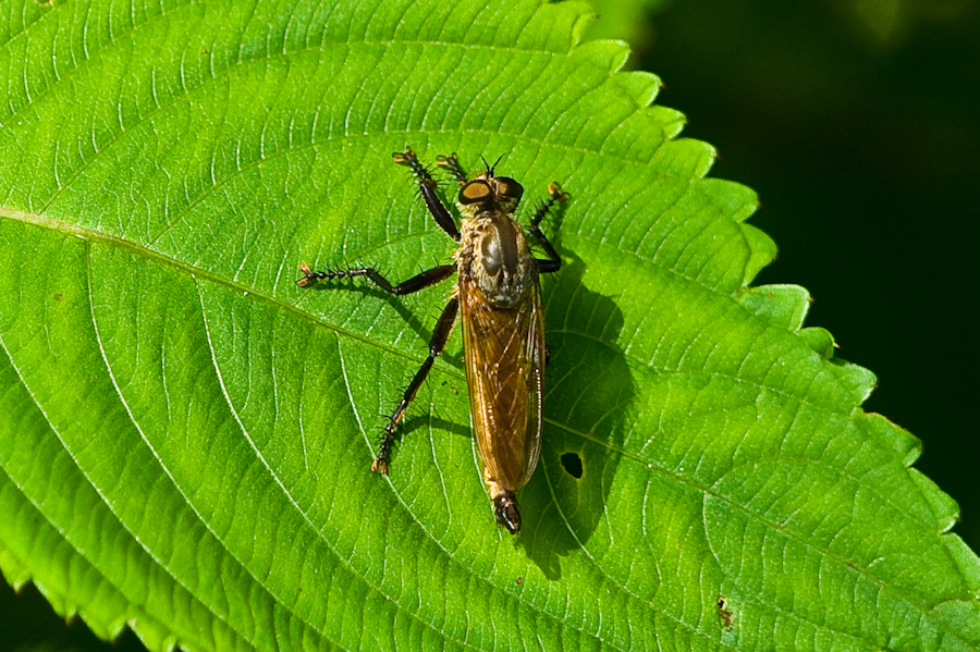 DSC07108.jpg