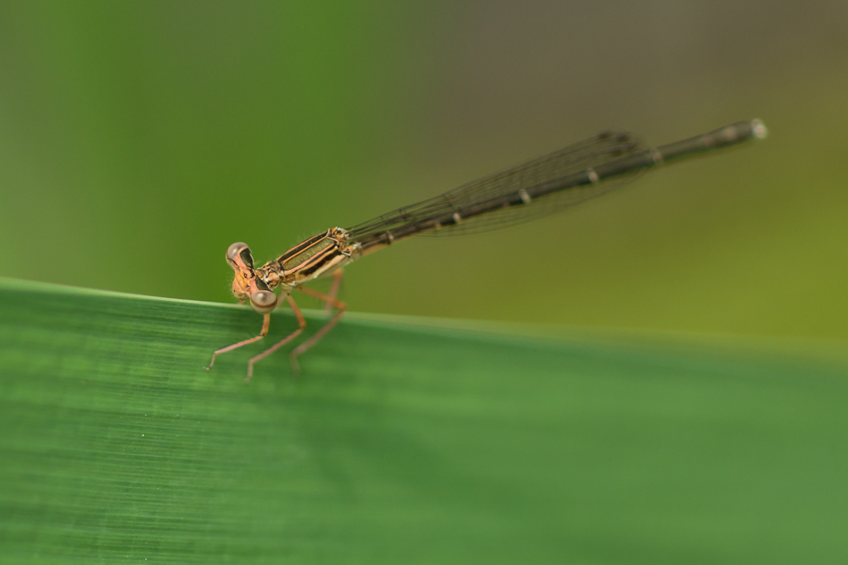 DSC03074.jpg