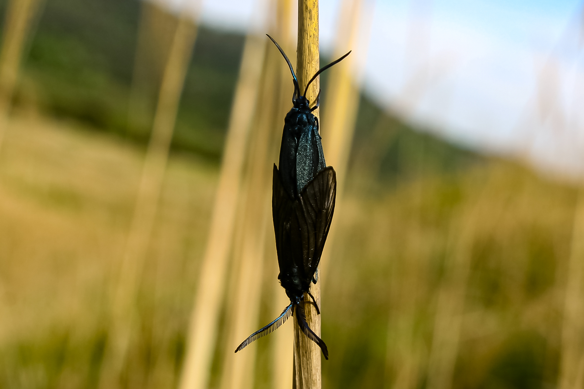 IMG_8220.JPG