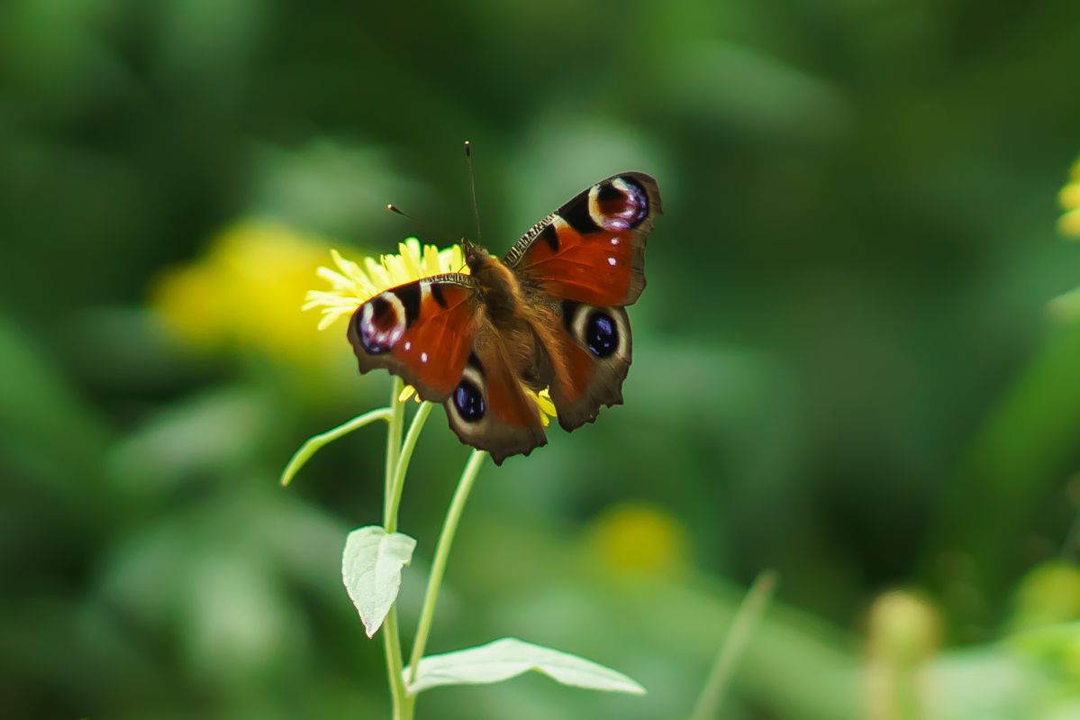 DSC03138.JPG