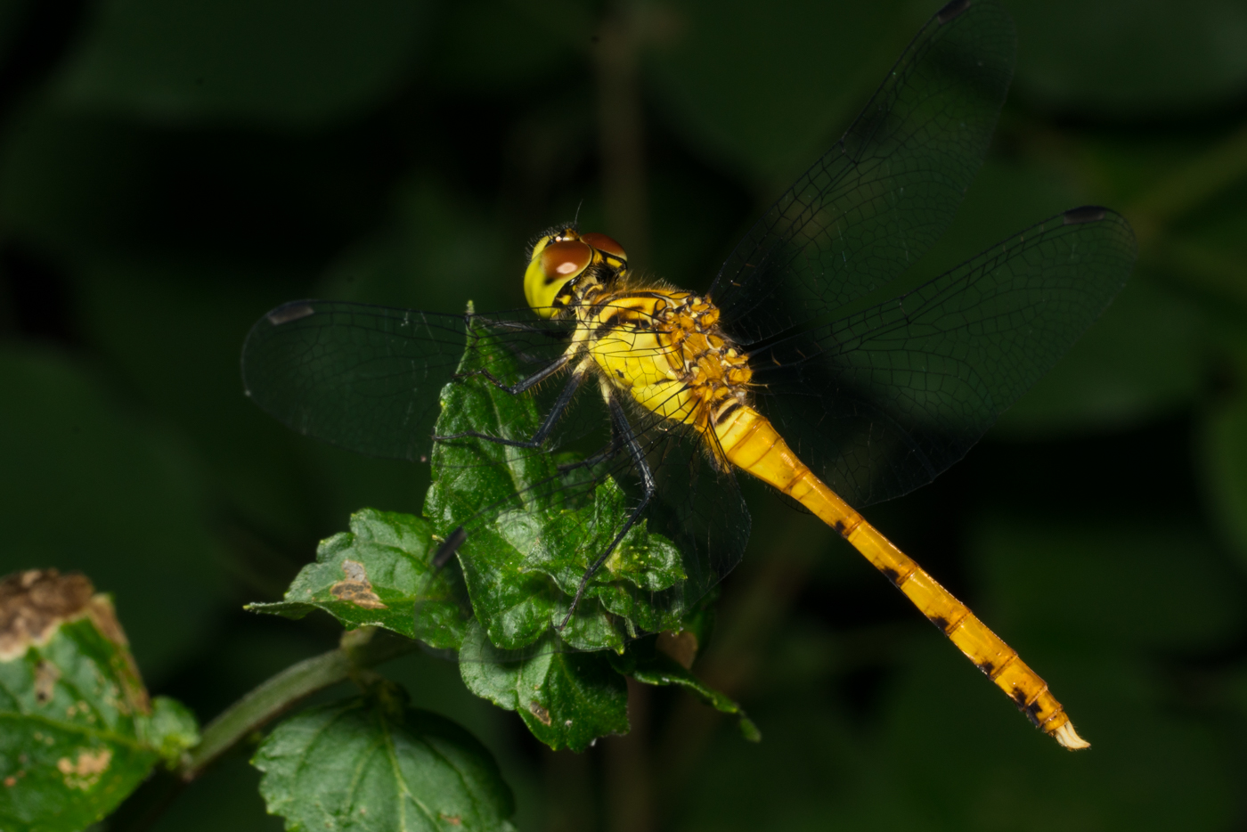 YDY09149.jpg