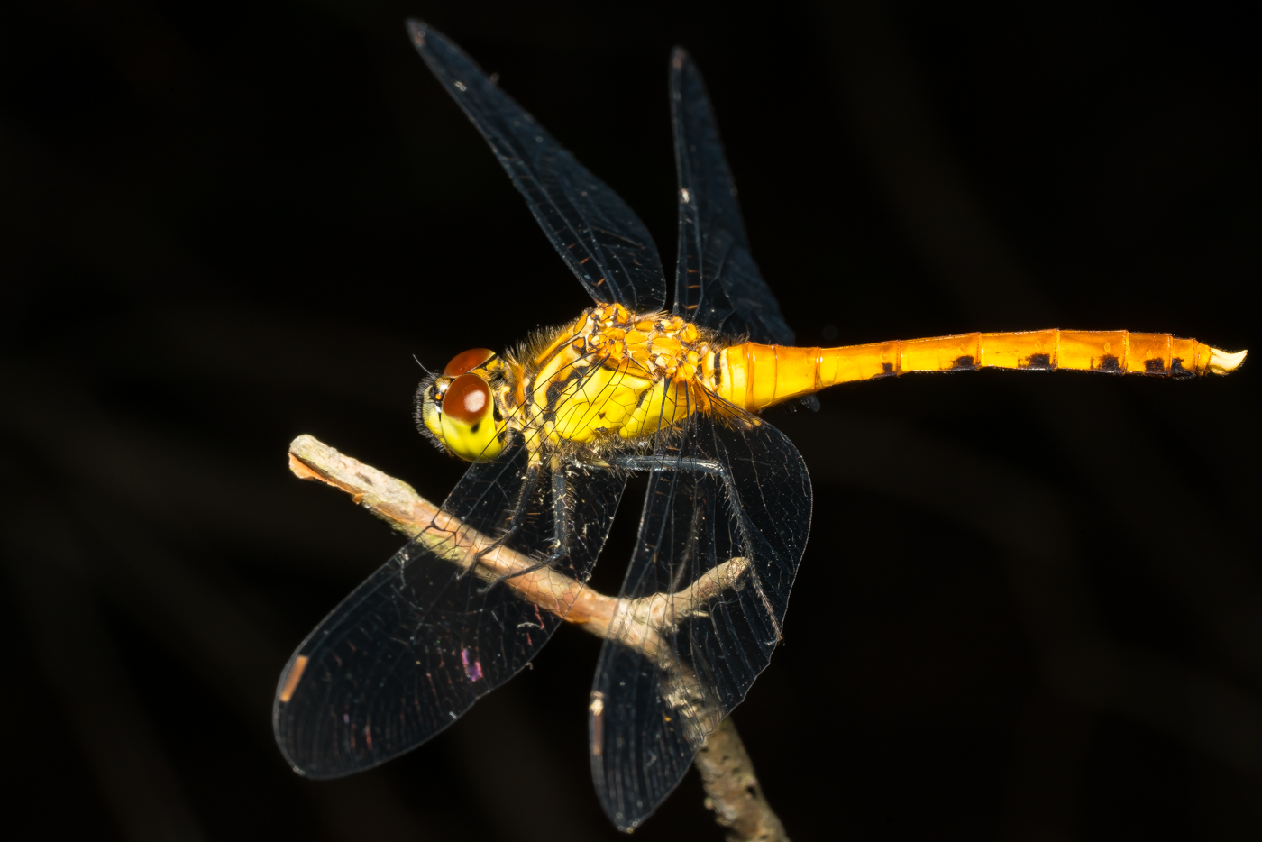 YDY09158.jpg