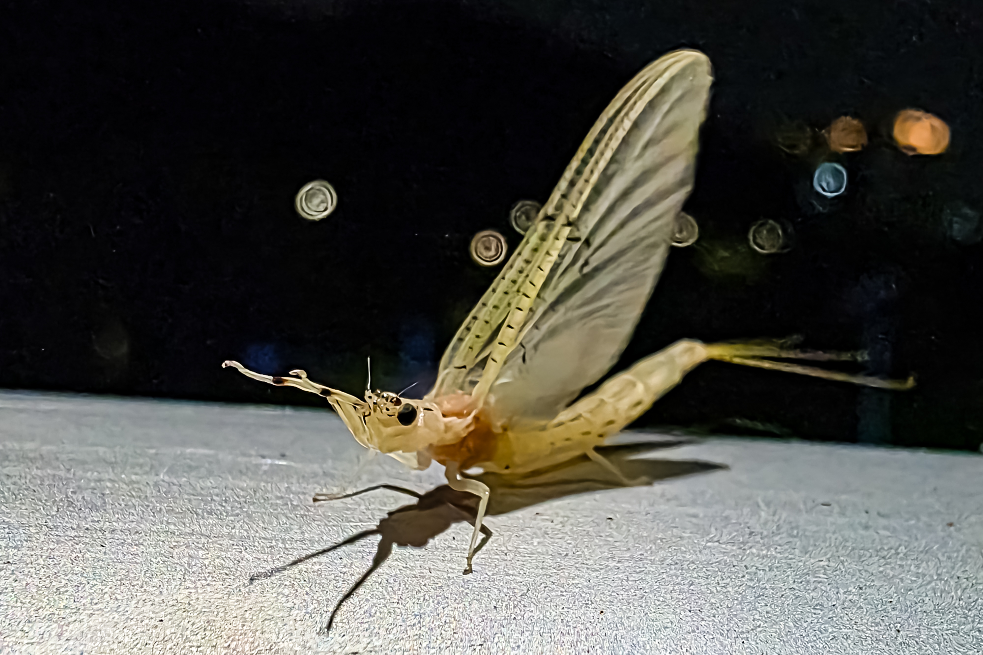 20260715_211313.JPG