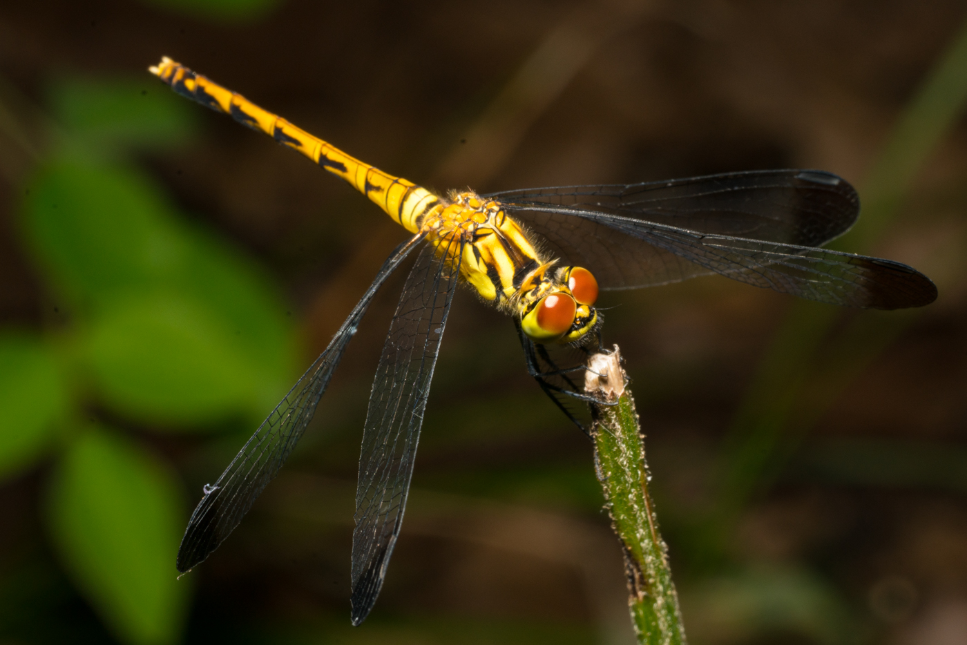 YDY09251.jpg
