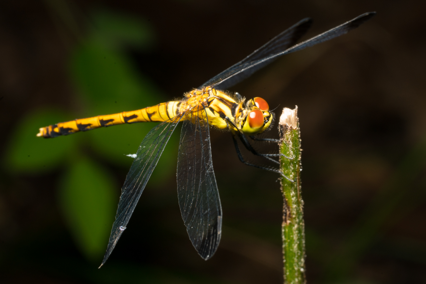 YDY09255.jpg