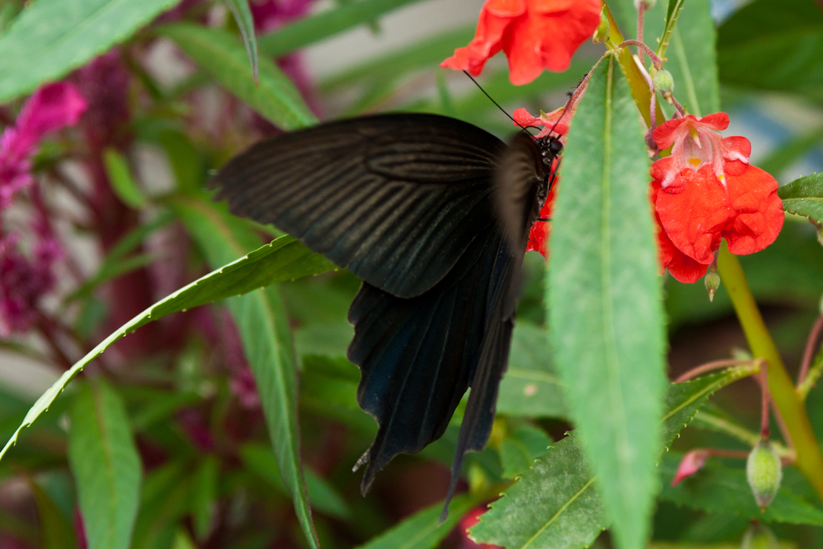 DSC09826.jpg