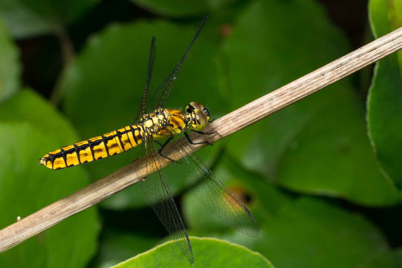 YDY08106.jpg