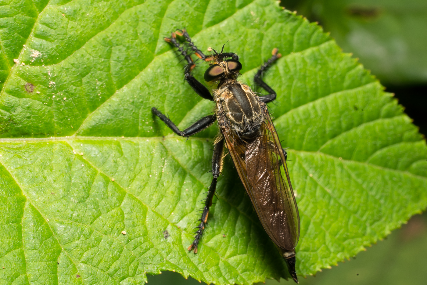 YDY08581.jpg
