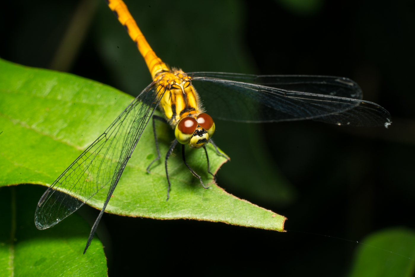 YDY08587.jpg