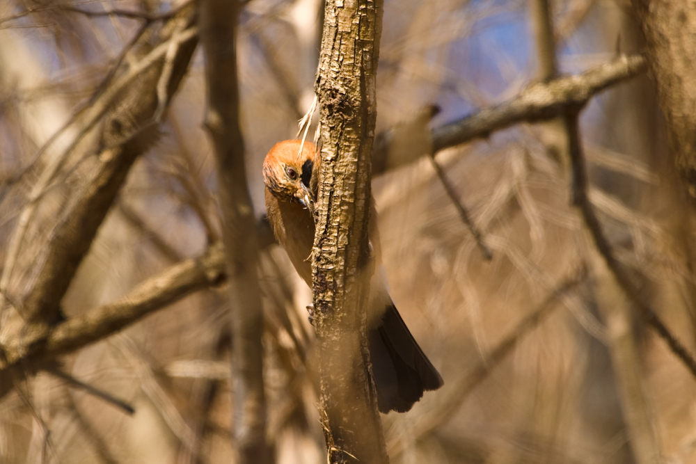 DSC03434-1.jpg