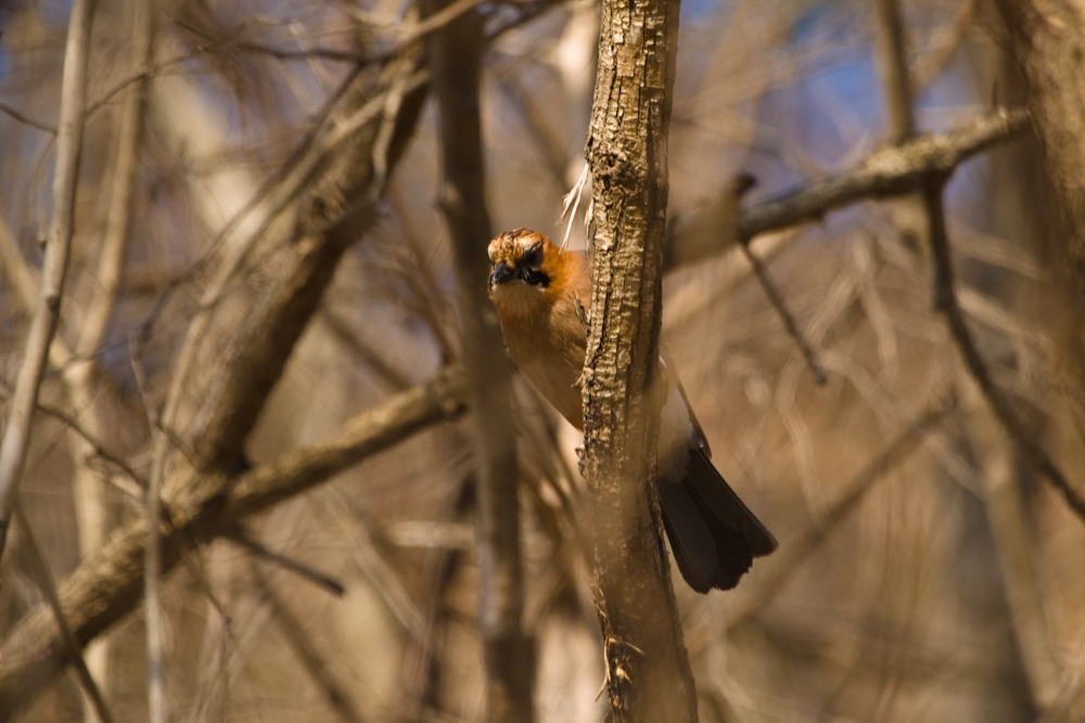 DSC03435-1.jpg