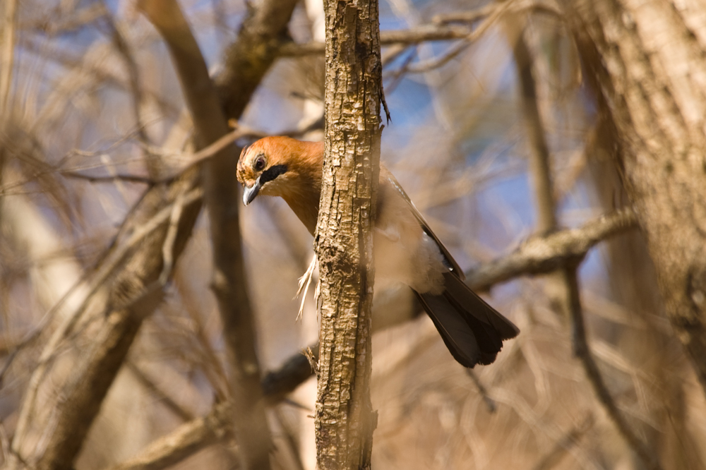 DSC03436-1.jpg