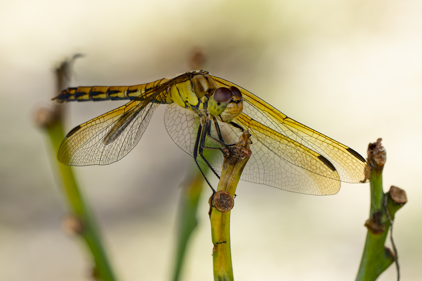 YDY00883.jpg
