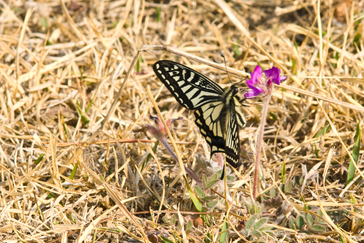 DSC01538.jpg