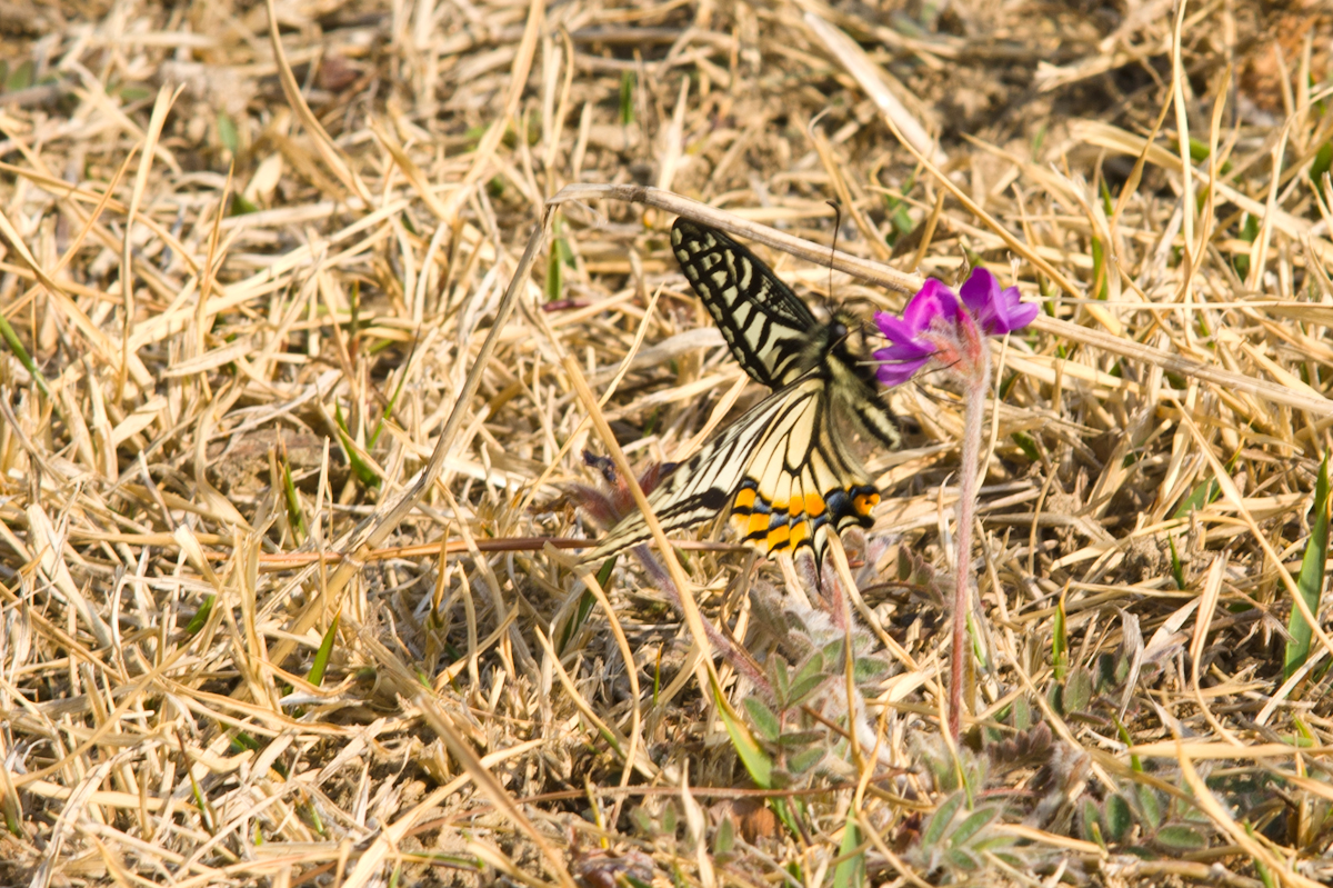 DSC01541.jpg