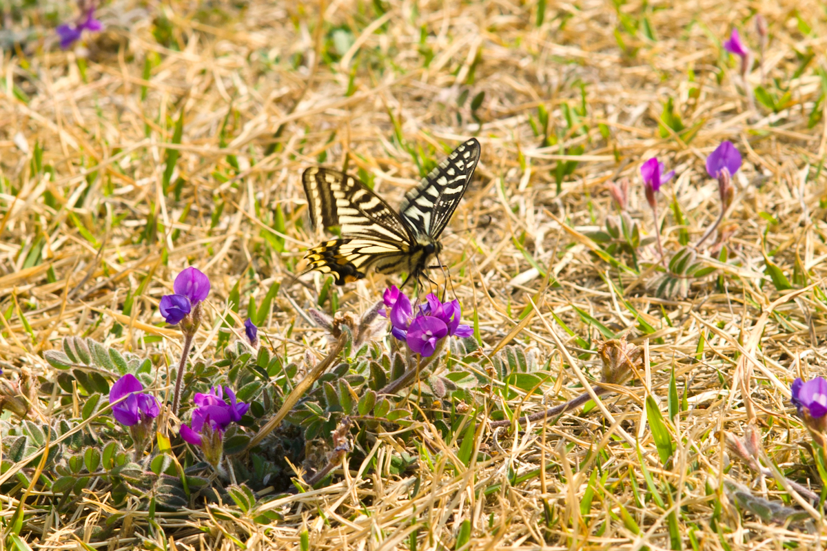 DSC01555.jpg