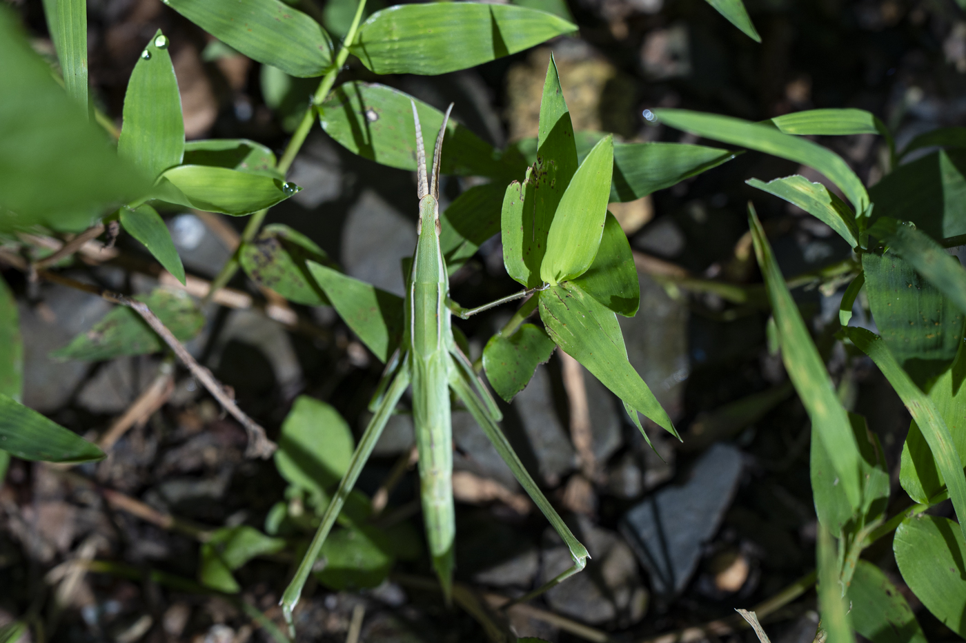 YDY00997.jpg