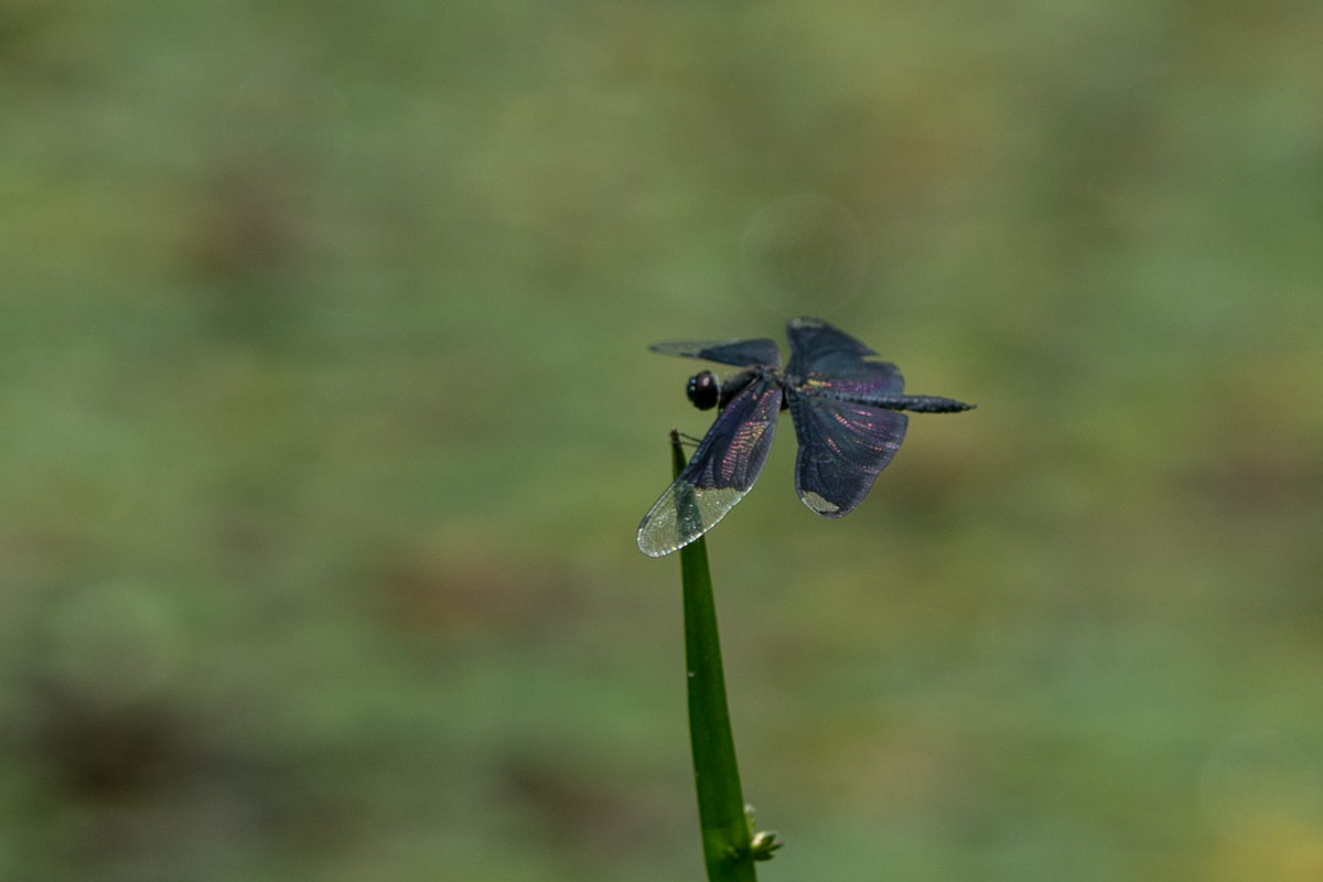 DSC01439.jpg