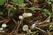 점질버섯(점질대애주름버섯, 젤리애주름버섯) (Roridomyces roridus (Fr.) Rexer  > M. rorida (Scop.) Quél. 점질대애주름버섯)