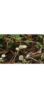 점질버섯(점질대애주름버섯, 젤리애주름버섯) (Roridomyces roridus (Fr.) Rexer  > M. rorida (Scop.) Quél. 점질대애주름버섯)