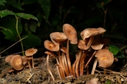 솔방울버섯 (Baeospora myosura (Fr.) Sing.)